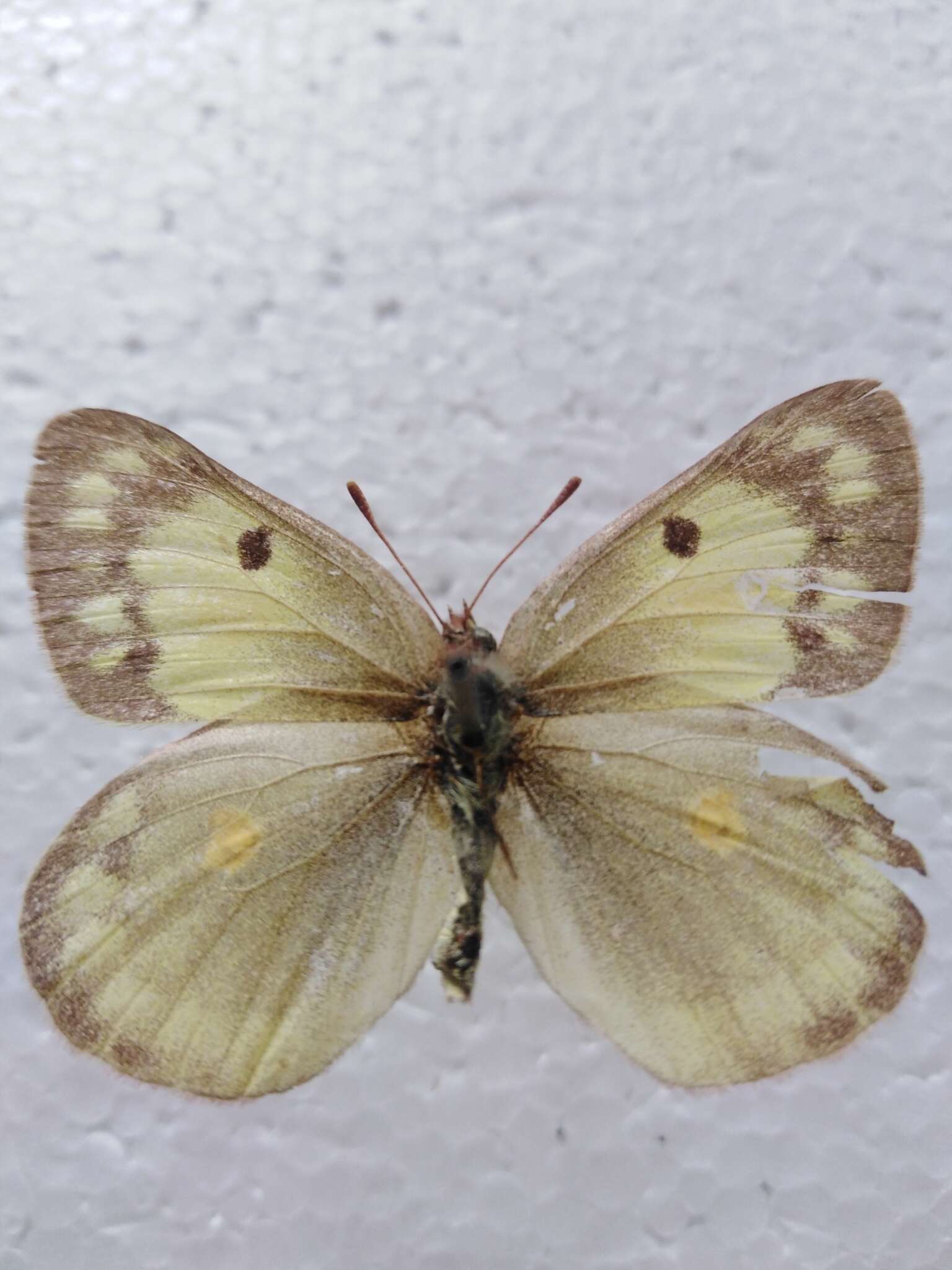 Image of Colias chrysotheme (Esper 1777)