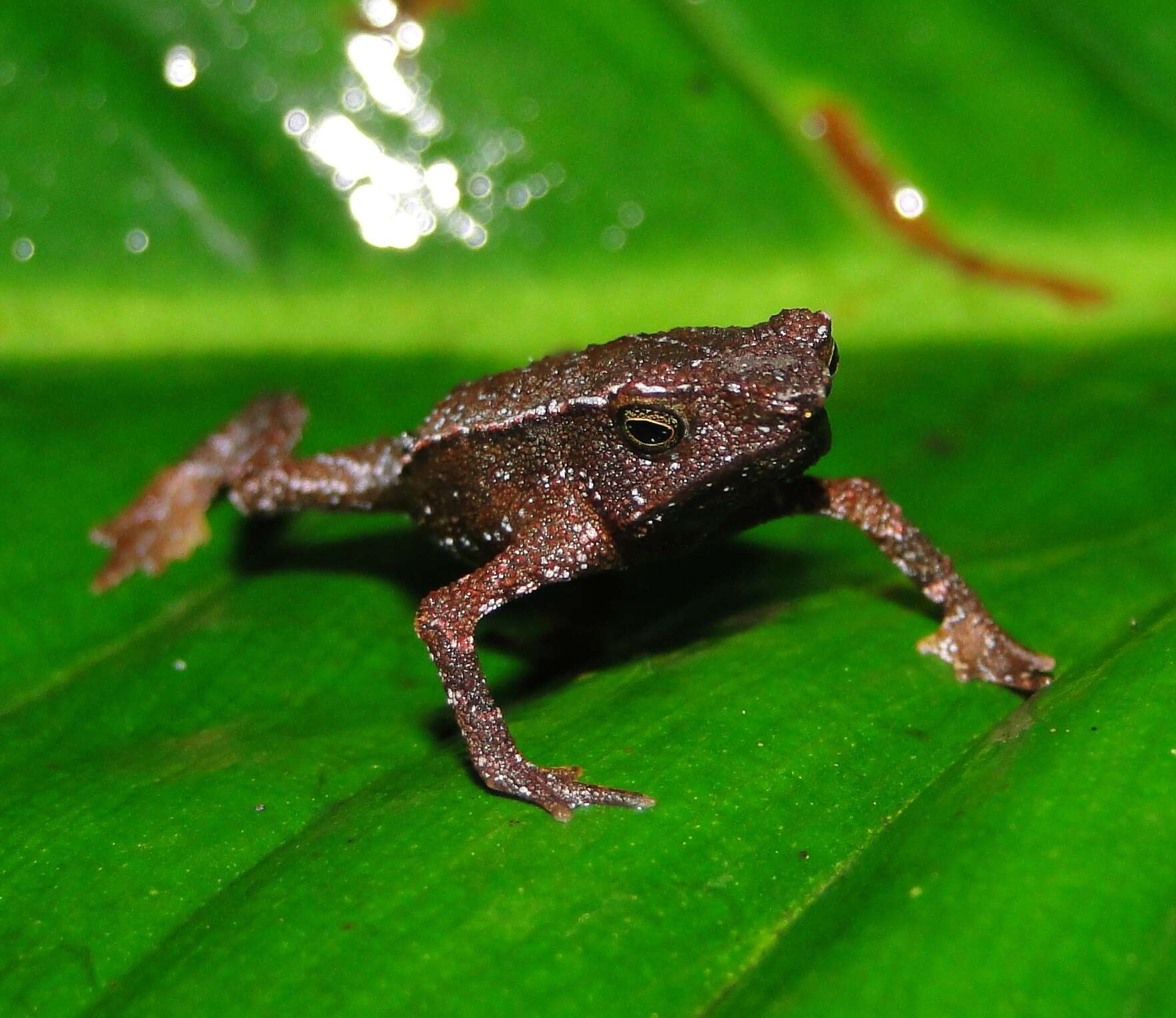 صورة Rhinella festae (Peracca 1904)