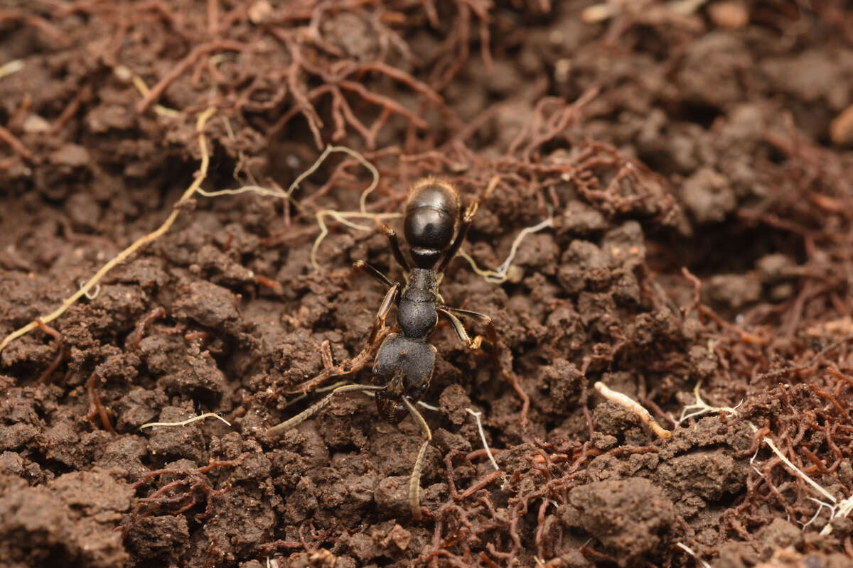 Imagem de <i>Ectomomyrmex javanus</i>