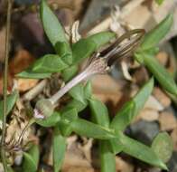 Image de Ceropegia africana subsp. africana