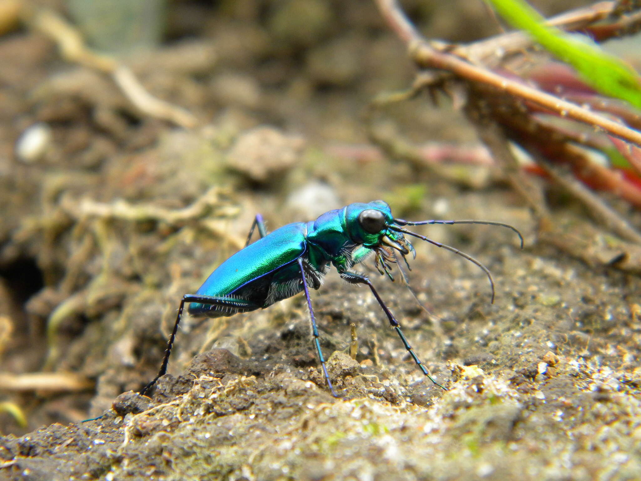 Plancia ëd Cicindela (Calochroa) whithillii (Hope 1838)