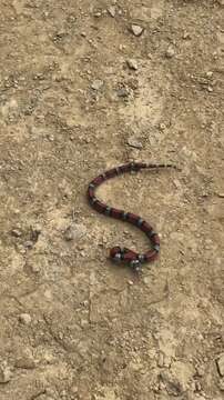 Image of Lampropeltis micropholis Cope 1860