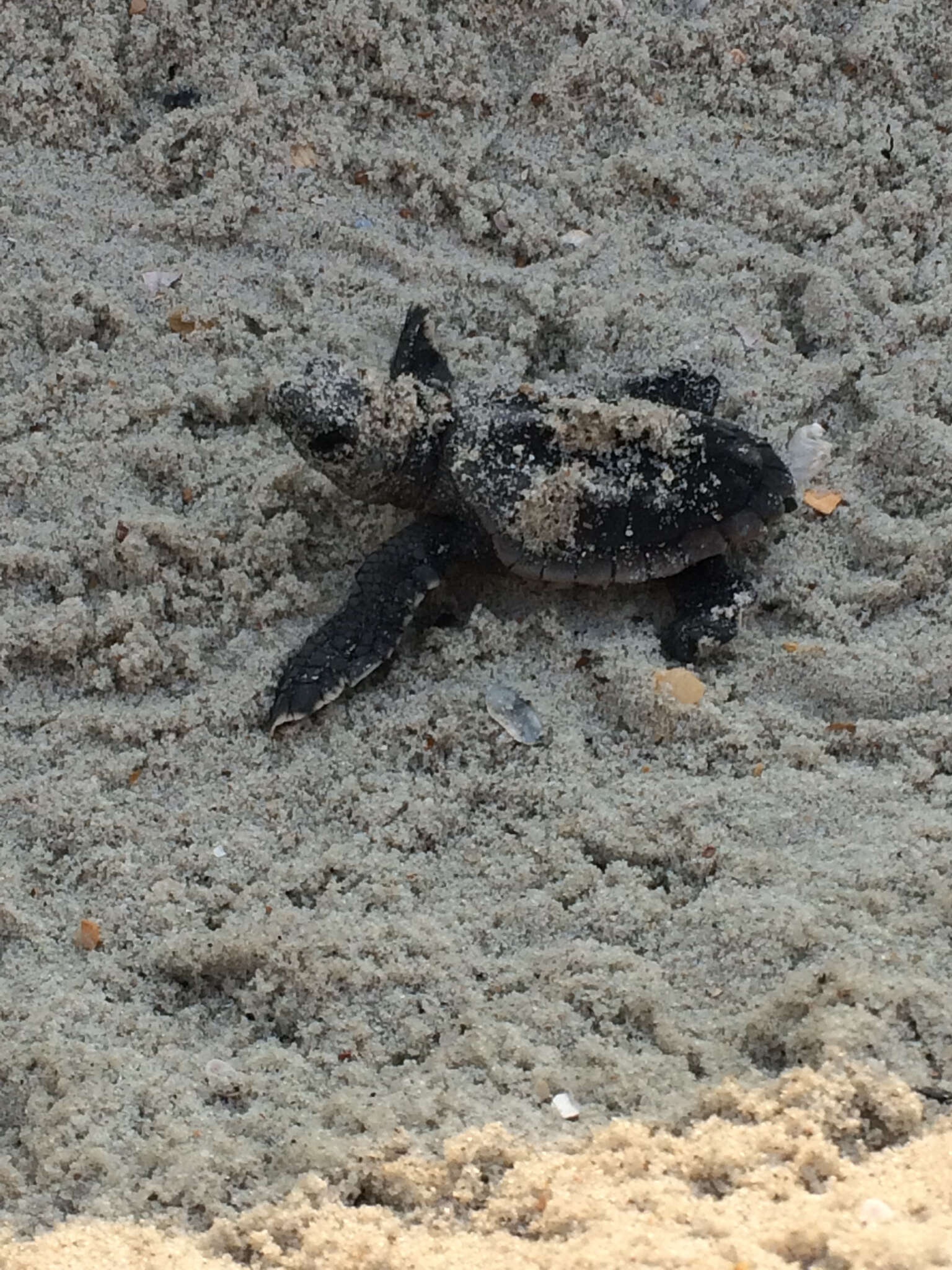 Image of Loggerhead sea turtles