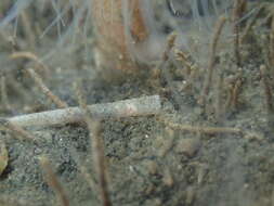 Image of trumpet worm