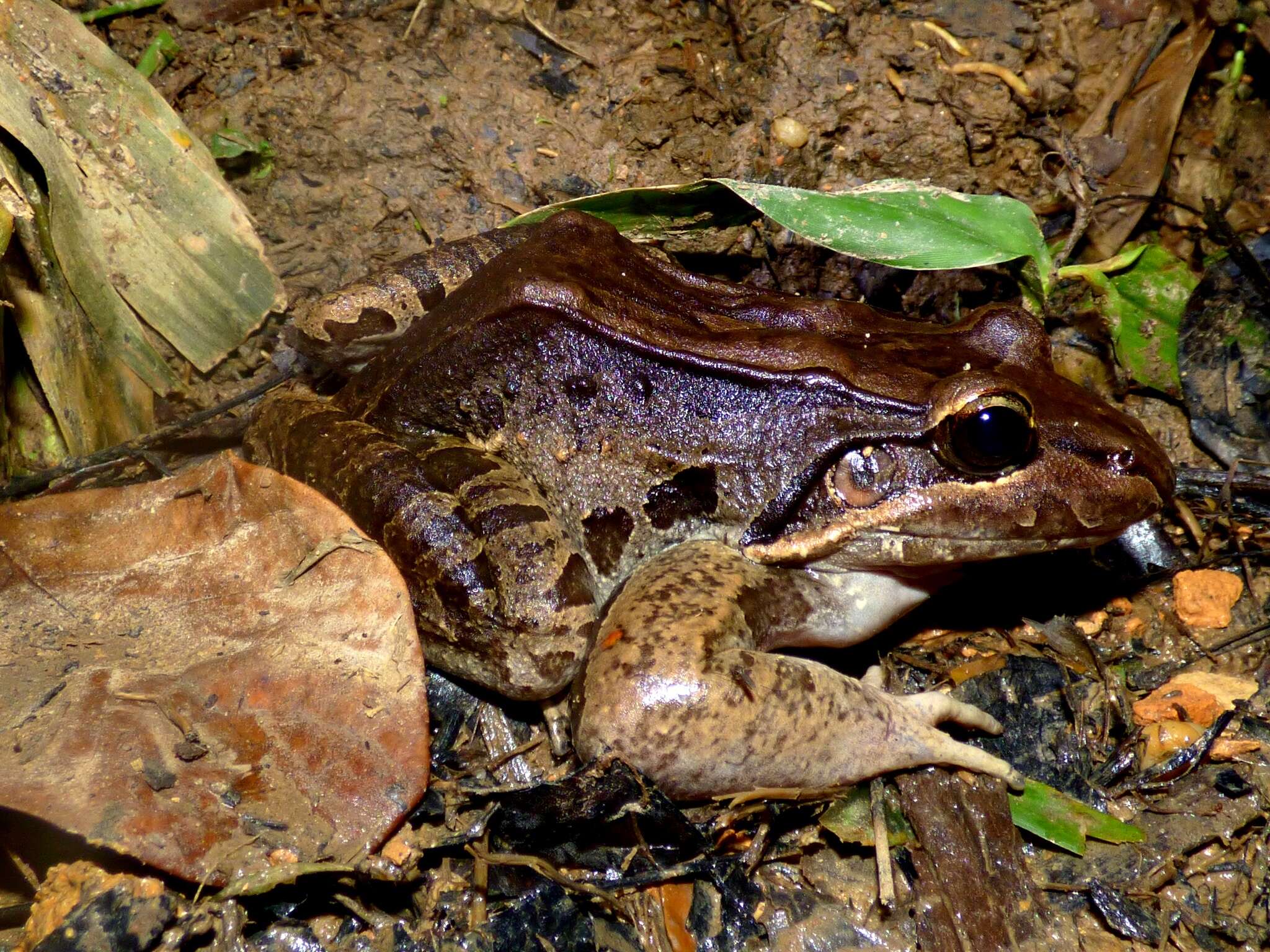 Image of Bolivian White-lipped Frog