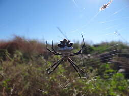 Image of Silver Argiope