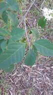 Image of Clerodendrum tomentosum (Vent.) R. Br.