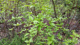 Image of redosier dogwood