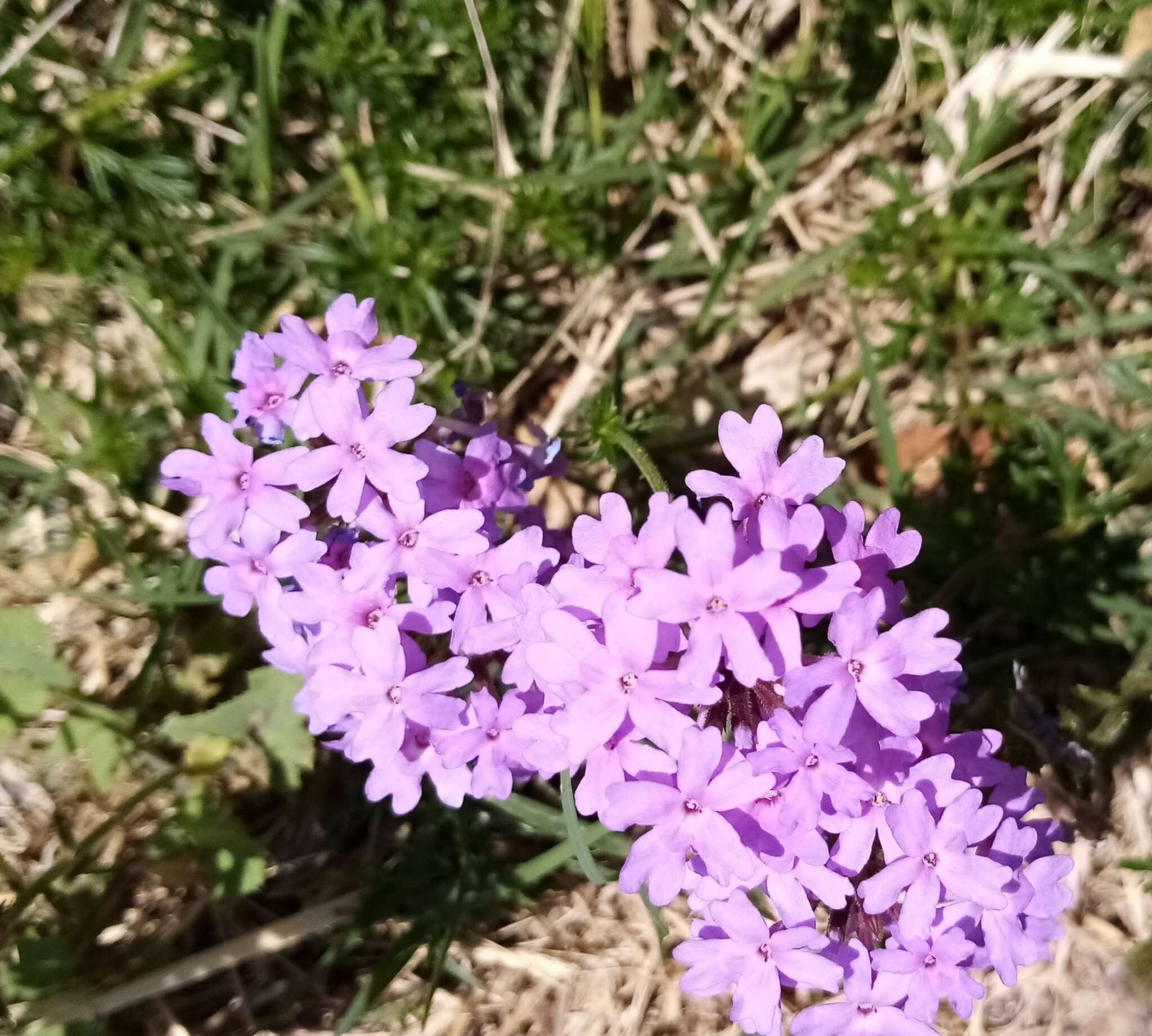 Image de Glandularia selloi (Spreng.) Tronc.