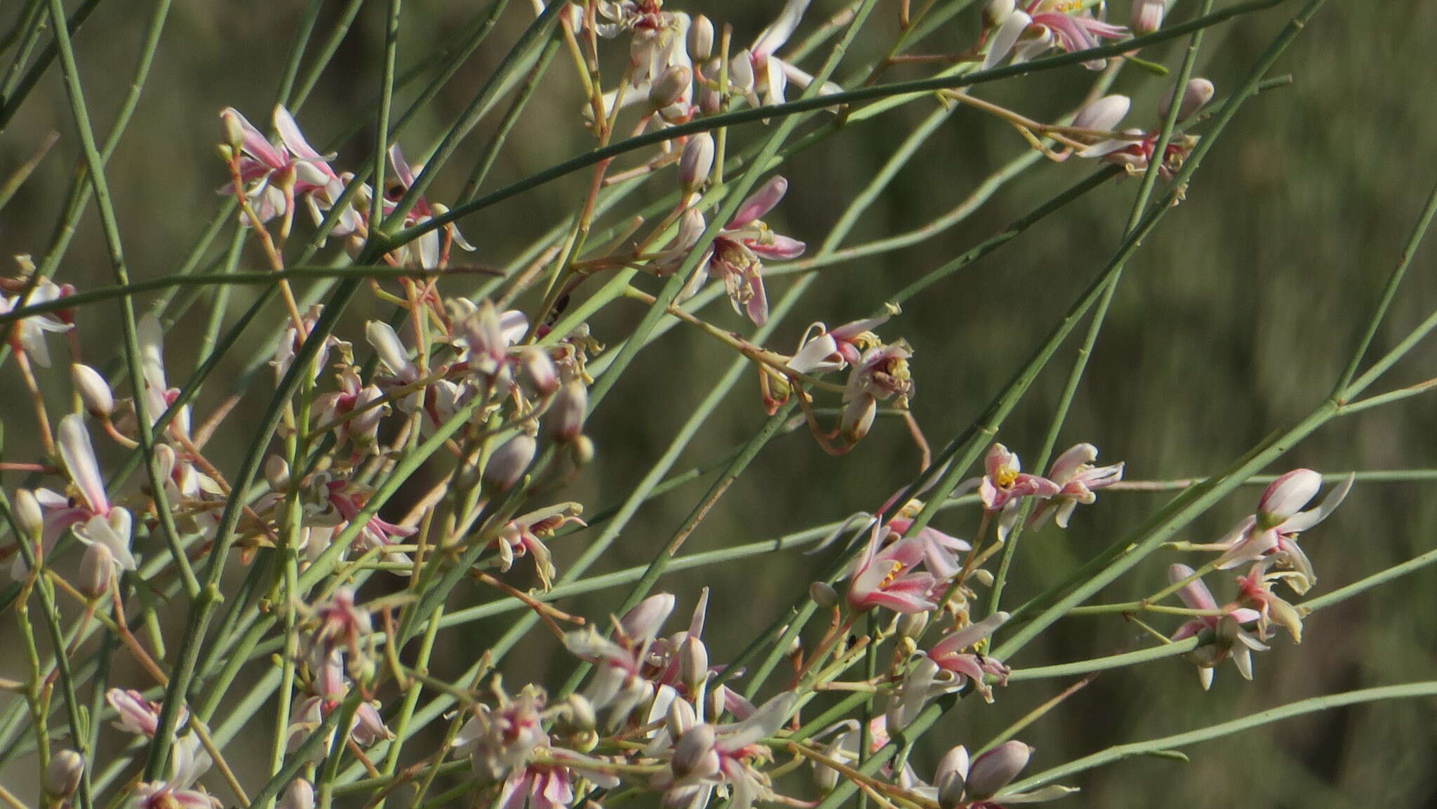 Imagem de Moringa peregrina (Forsk.) Fiori