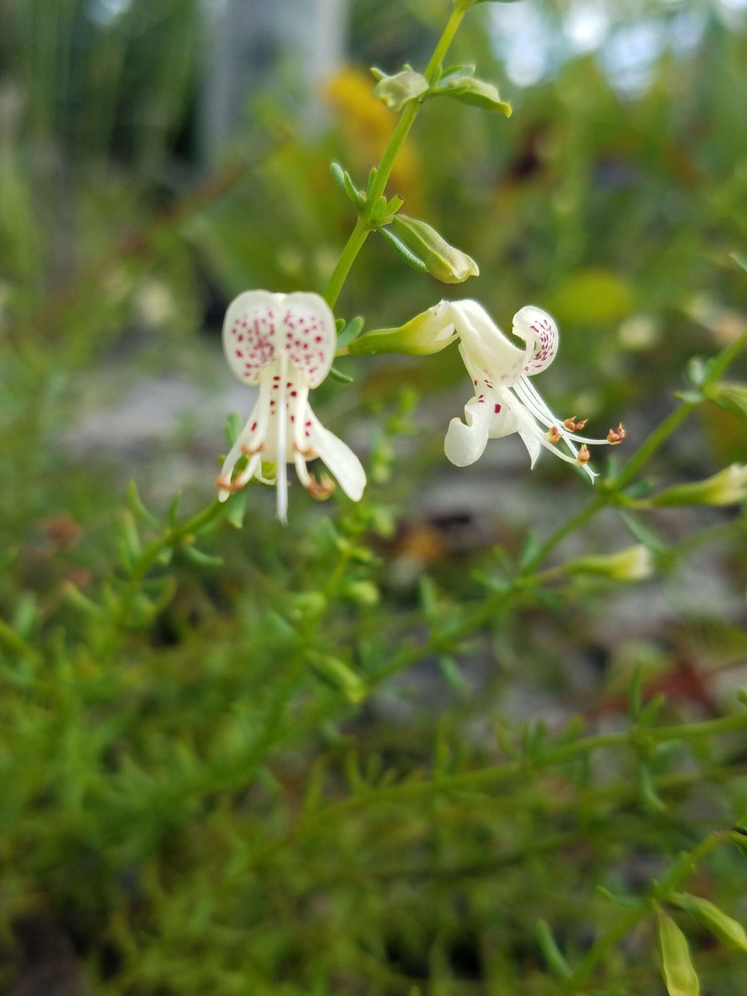 Imagem de Dicerandra frutescens var. christmanii (Huck & Judd) D. B. Ward