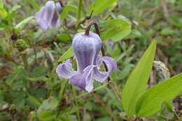 Image of swamp leather flower