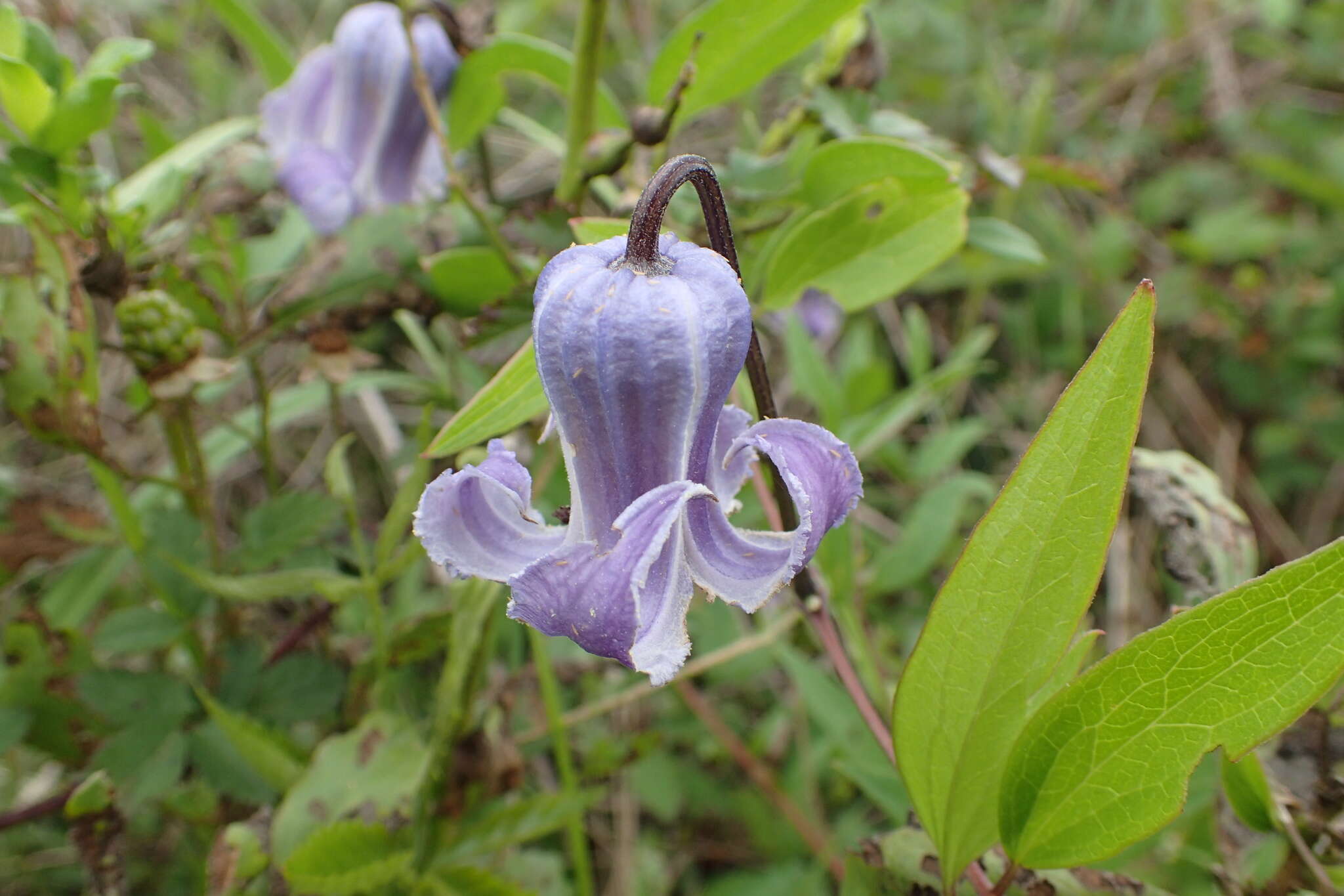 Image of swamp leather flower