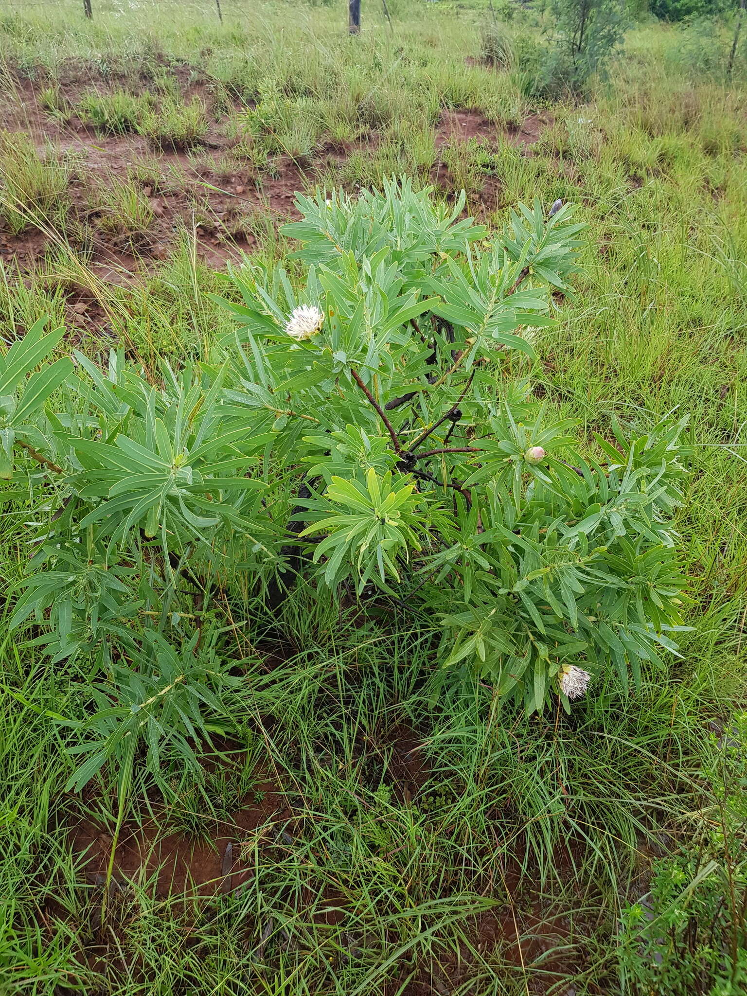 Image de Protea gaguedi J. F. Gmel.