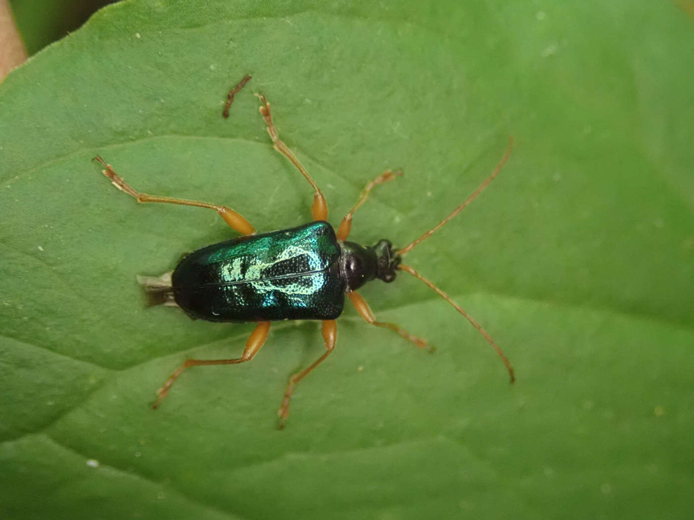 صورة Gaurotes cyanipennis (Say 1824)