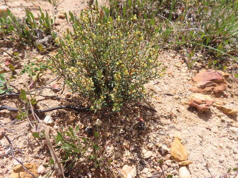 Image of Clutia polygonoides L.