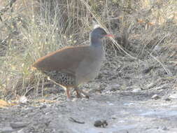 Image of Tataupa Tinamou