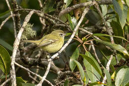 Image of Greenish Tyrannulet