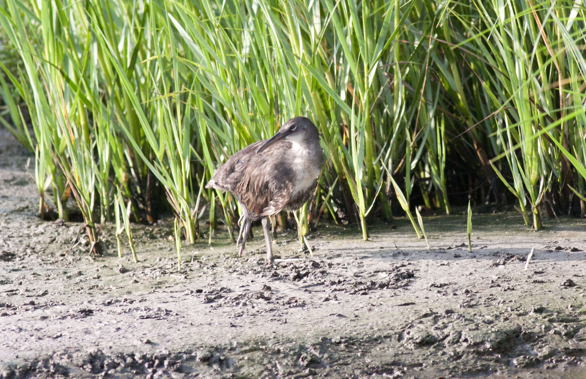 Image of Clapper Rail