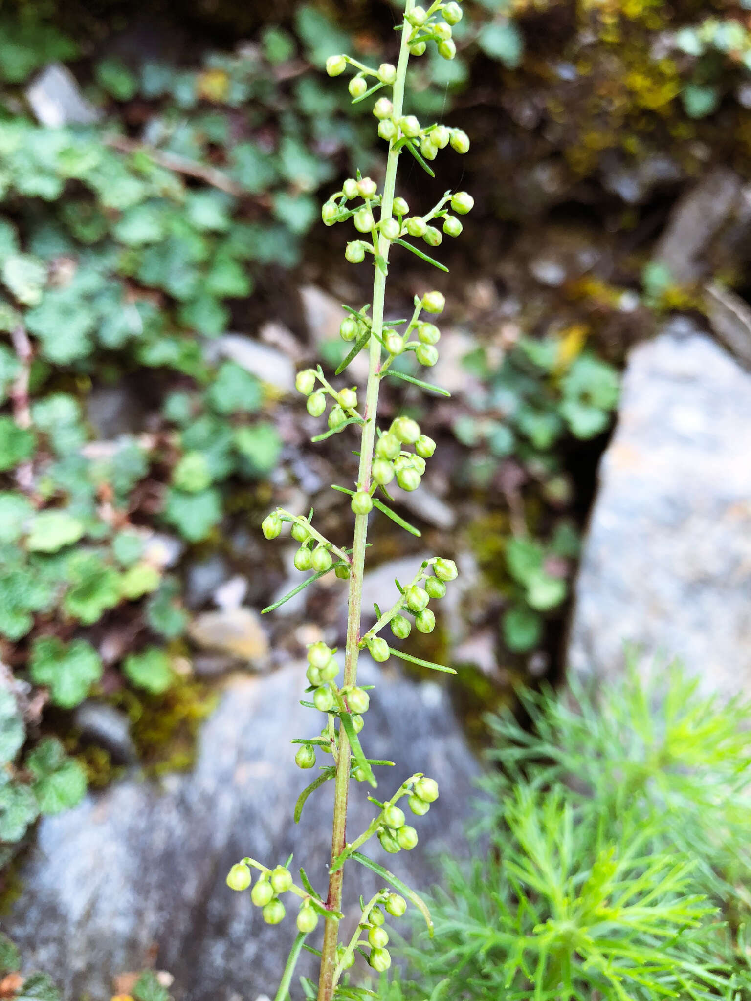 Image of Artemisia morrisonensis Hayata