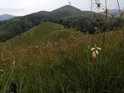 Image of Watsonia watsonioides (Baker) Oberm.