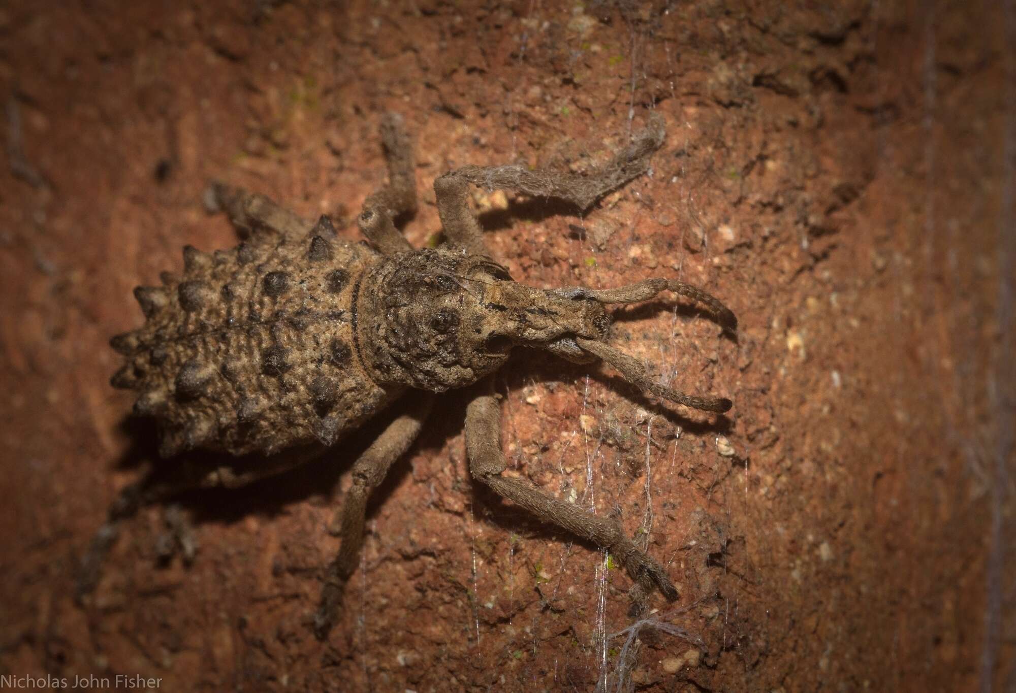 Image of Leptopius baileyi (Blackburn 1889)