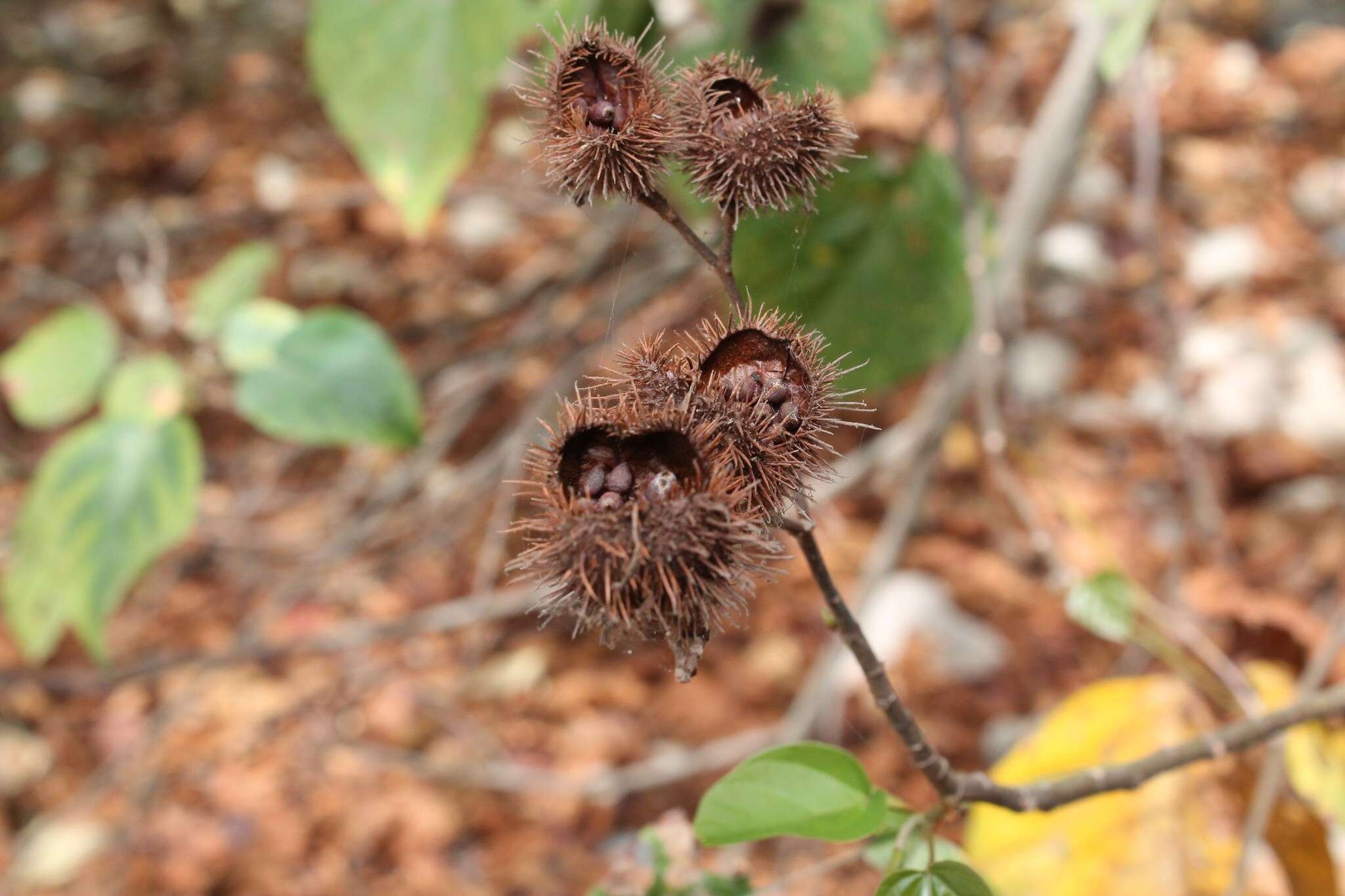 Image of Achiote