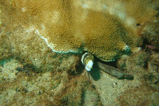 Image of Snowflake moray