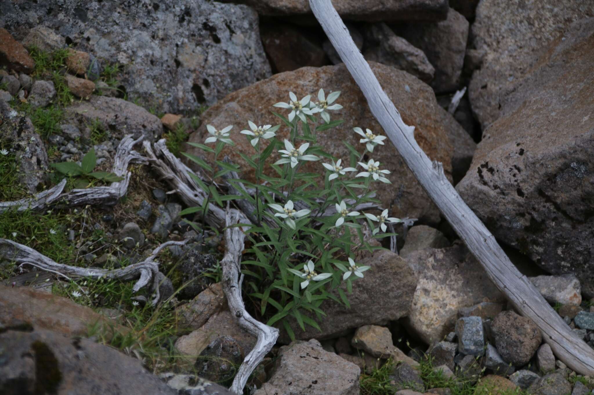 Image of Leontopodium japonicum var. shiroumense Nakai ex Kitam.