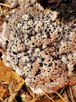 Image of Hydnellum cyanopodium K. A. Harrison 1964