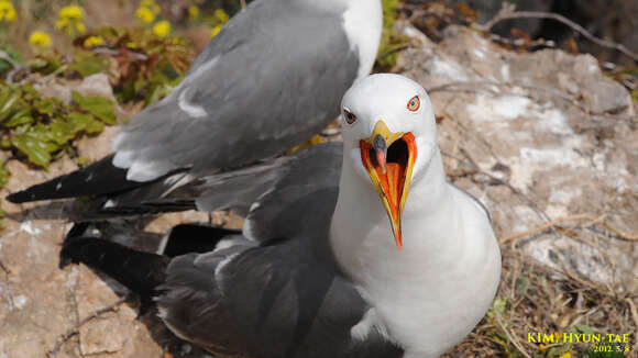 Image of Black-tailed Gull