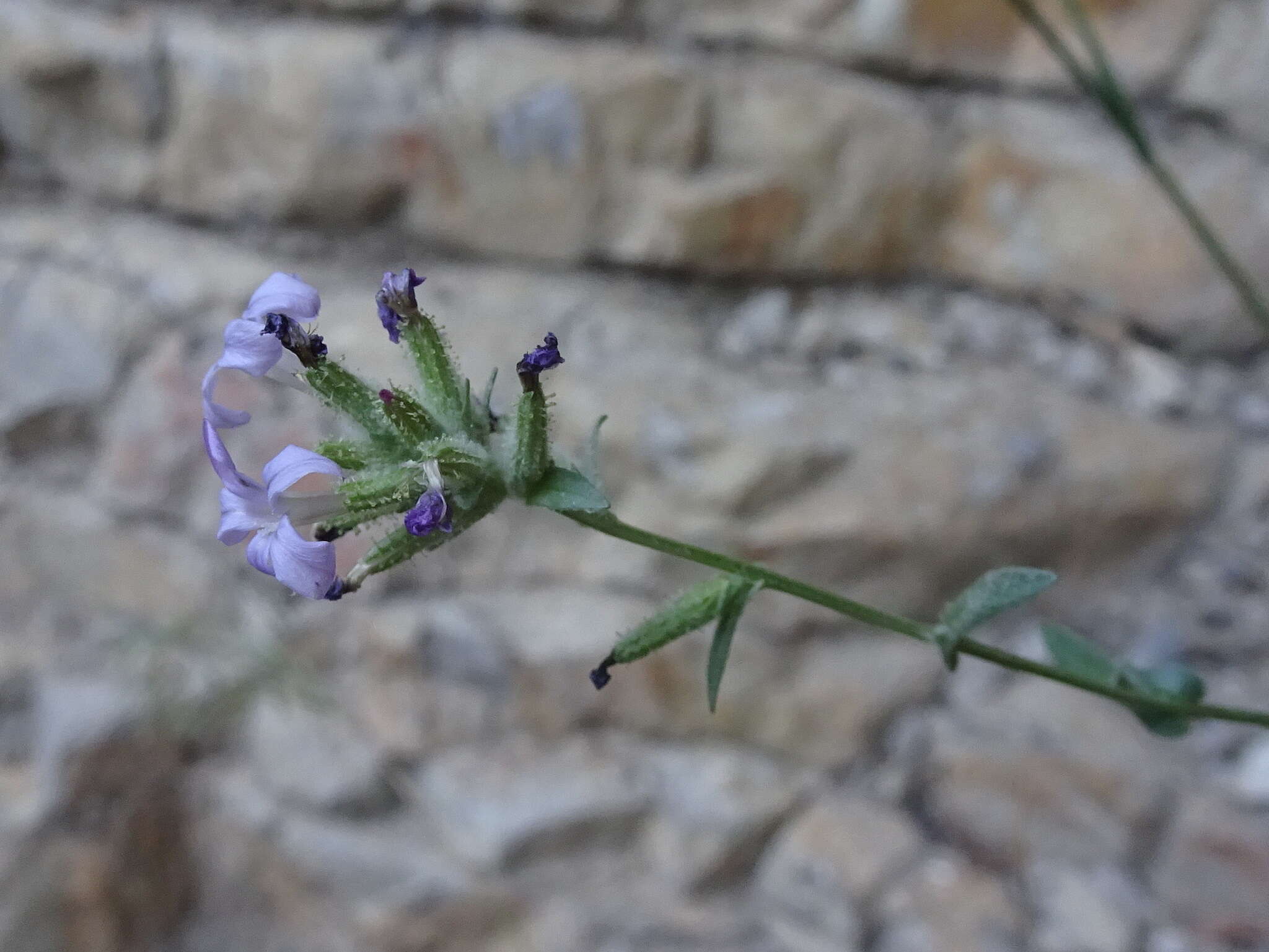 Image of Plumbago europaea L.