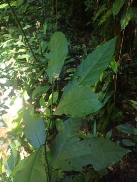 Image of Solanum oppositifolium Ruiz & Pav.