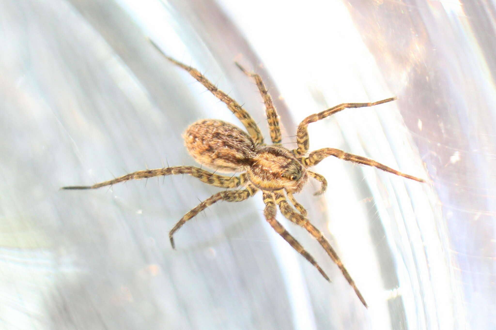 Image of Wolf spider