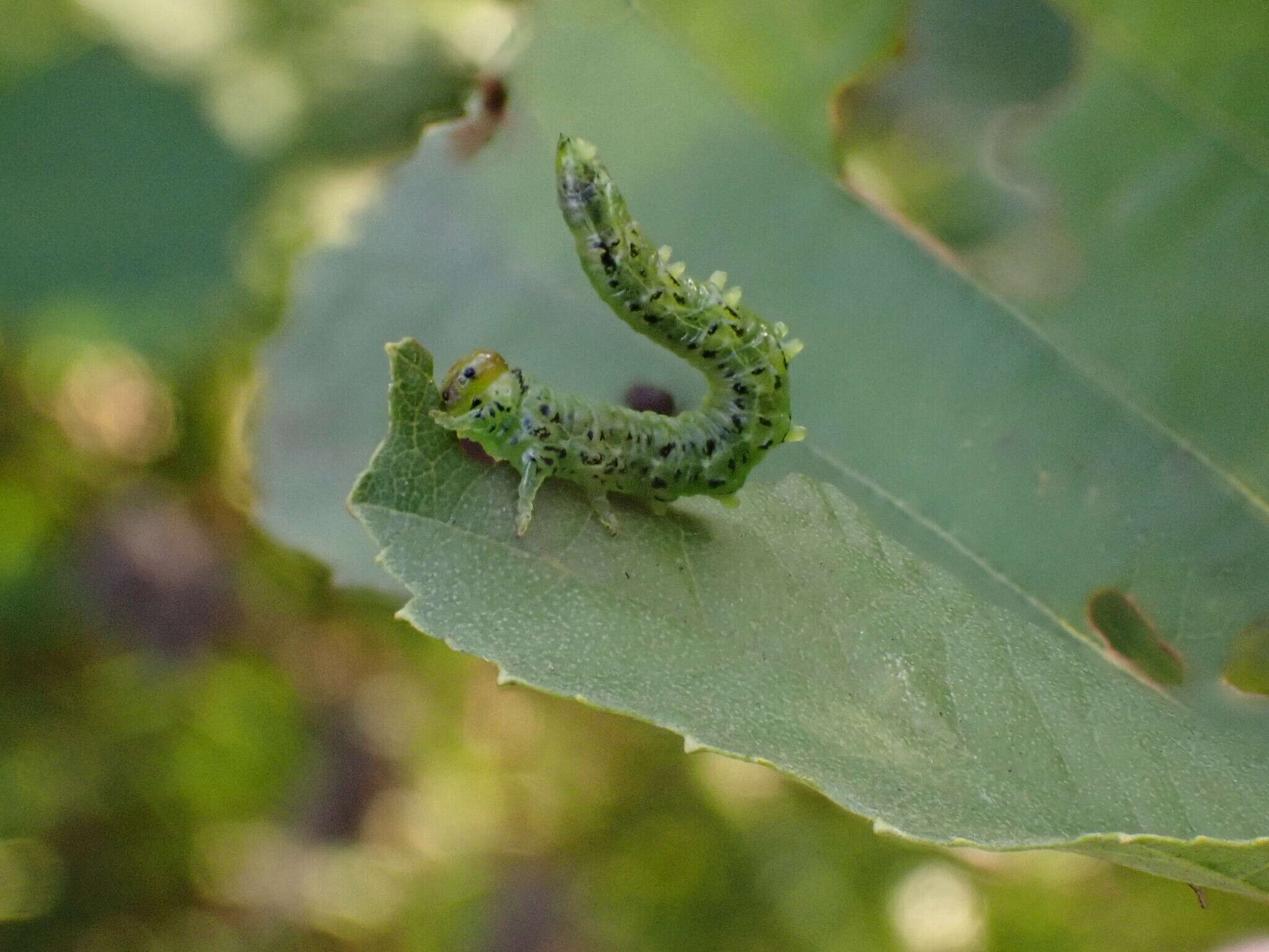 Image of <i>Nematus alniastri</i>