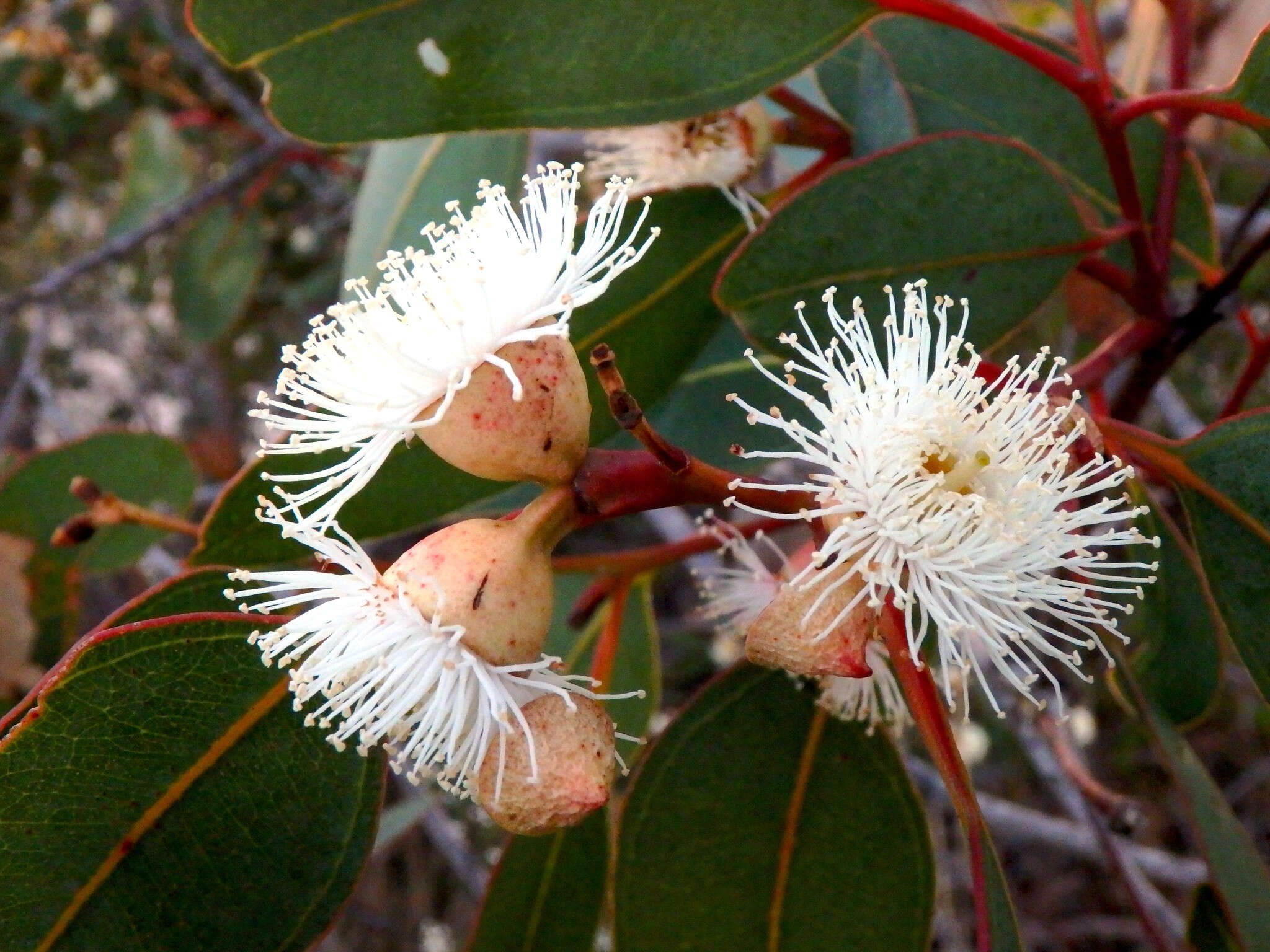 صورة Eucalyptus cosmophylla F. Müll.