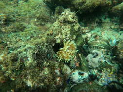 Image of Indian feather duster worm