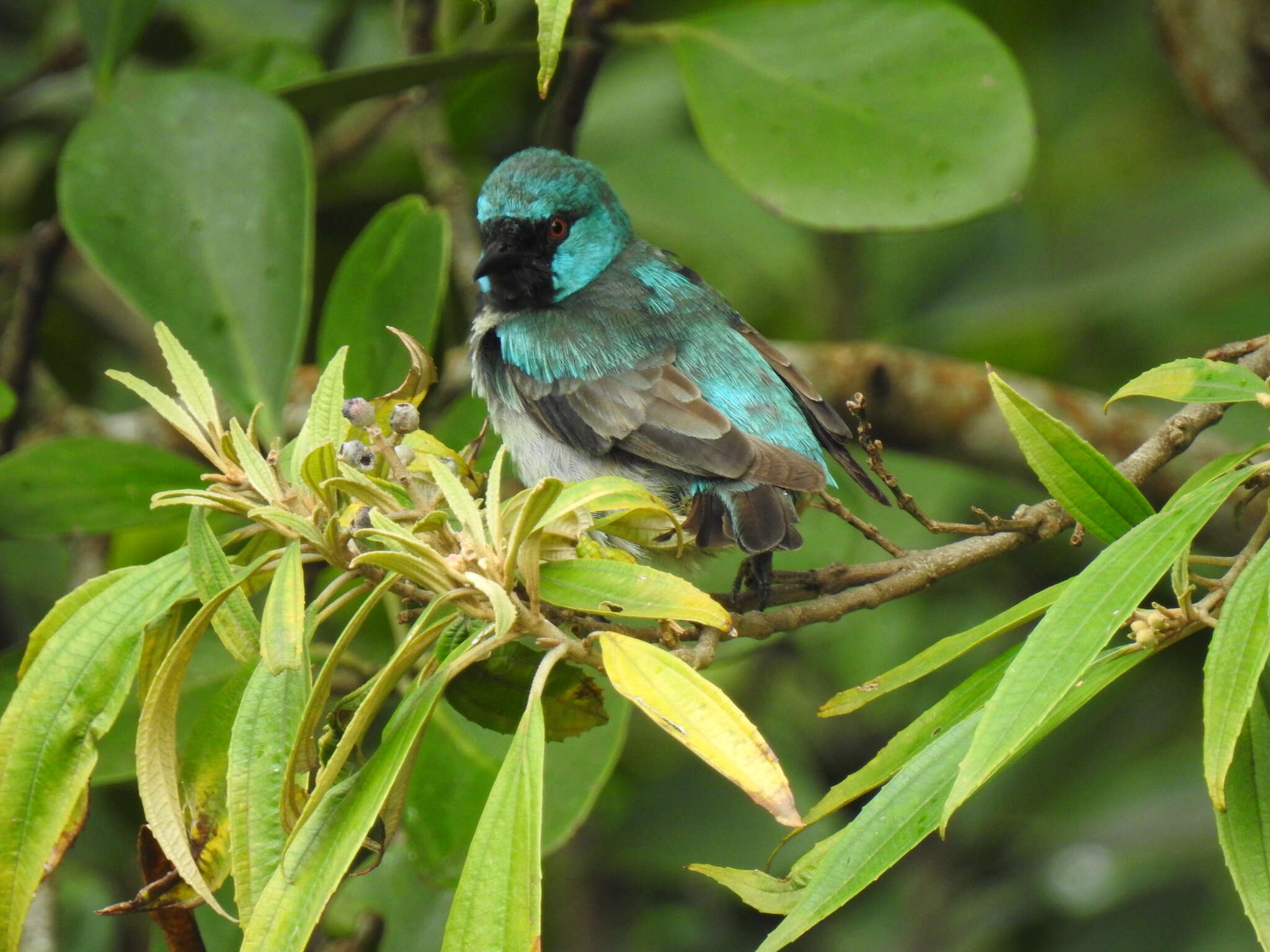 Image of Scarlet-thighed Dacnis