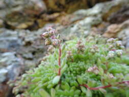 Imagem de Sedum hirsutum All.