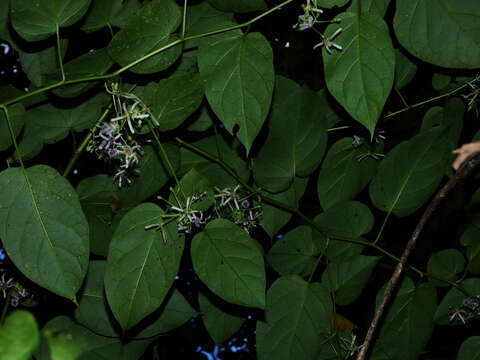 Plancia ëd Solanum endopogon (Bitter) L. Bohs