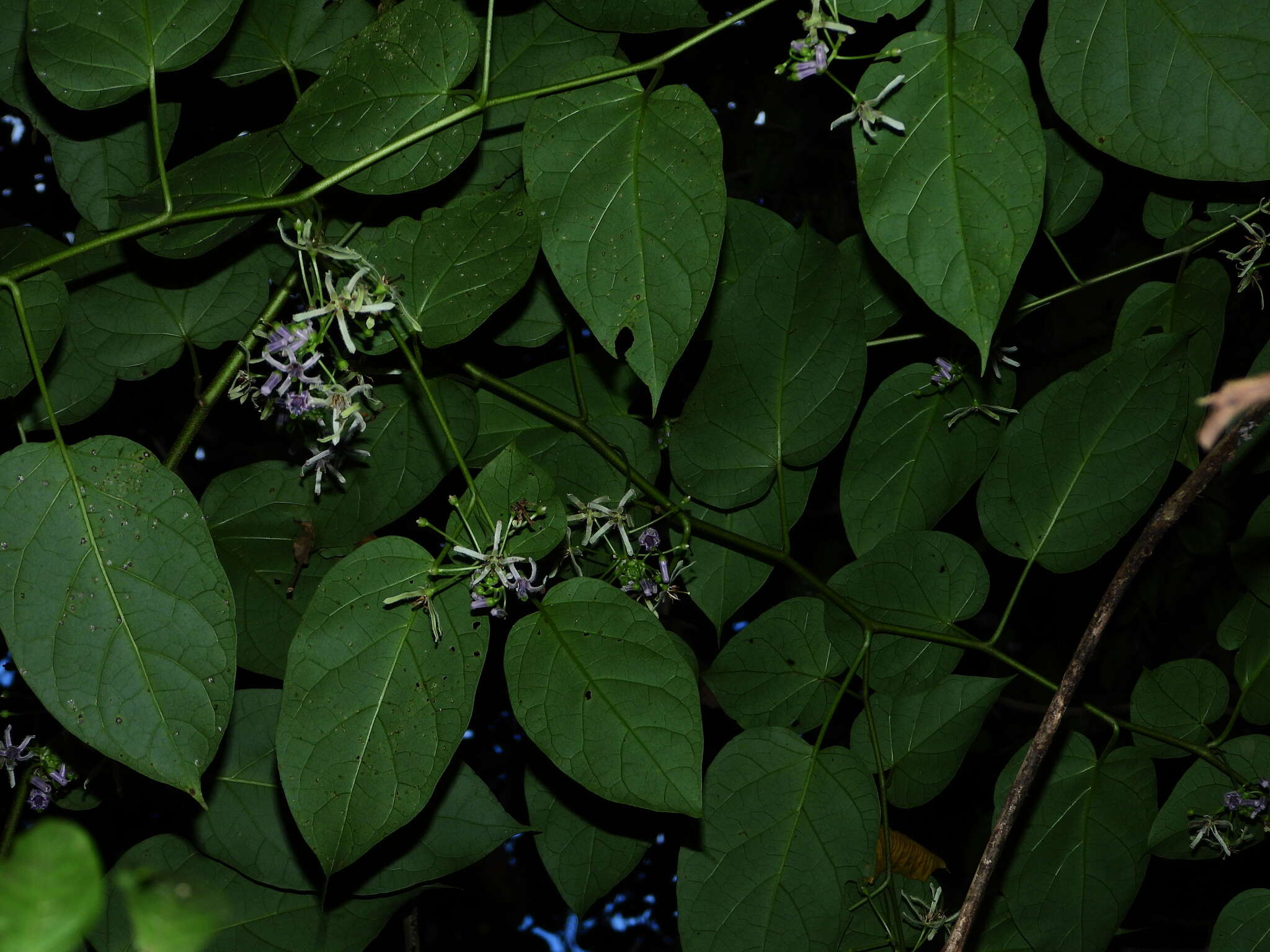 Plancia ëd Solanum endopogon subsp. guianense (Bohs) Bohs