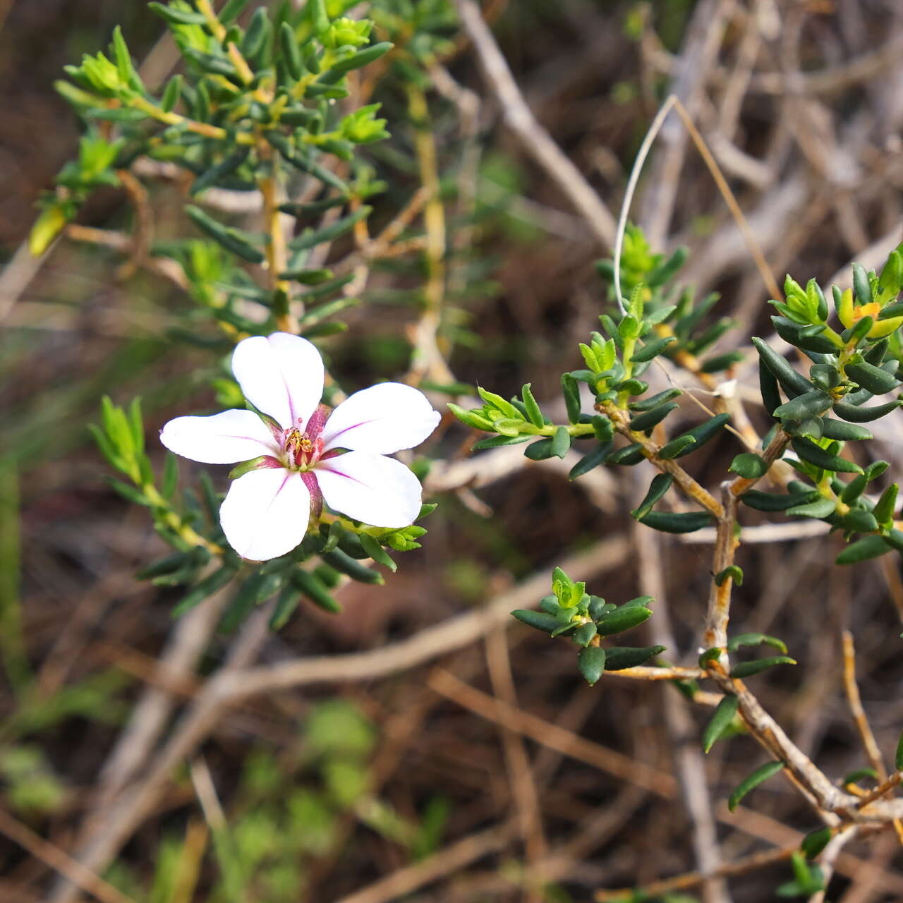 Image of Adenandra uniflora (L.) Willd.