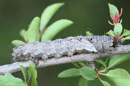 Image of Green-brindled Dot