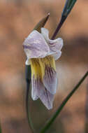 Image de Gladiolus carinatus Aiton