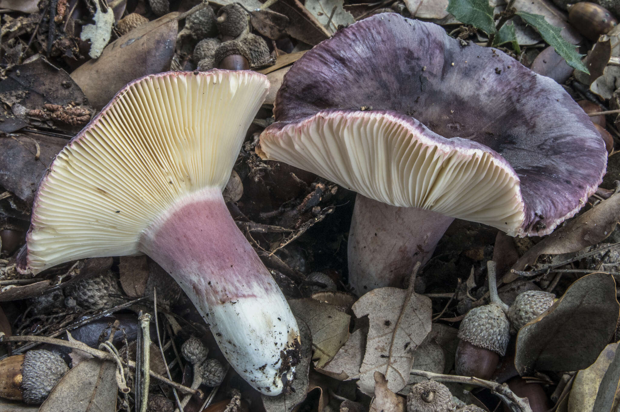 Image of Russula amoenicolor Romagn. 1962