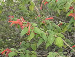 Image of Salvia sessei Benth.