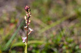 Image of Disa aconitoides subsp. aconitoides