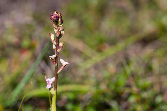 Disa aconitoides subsp. aconitoides resmi