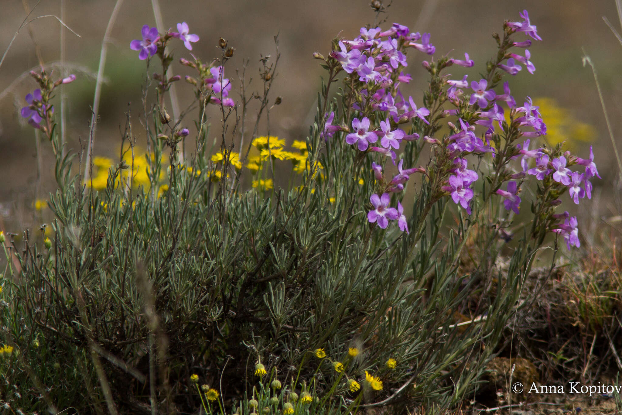 Image of Gairdner's beardtongue