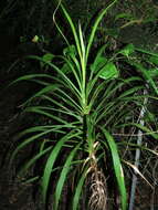 Imagem de Cordyline stricta (Sims) Endl.